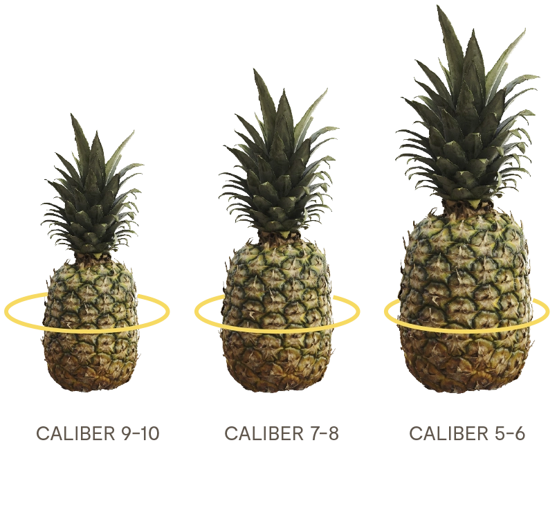 Adaptable for different types of diameter